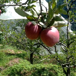 Apple Cider Vinegar with Mother