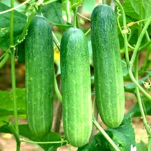 Cucumber 🥒 Seeds ( 50 Seed Per Packet)