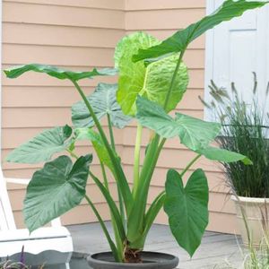 Alocasia Plant ☘️