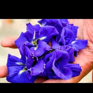 Butterfly Pea Flower 200