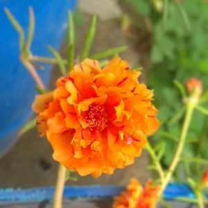 Portulaca Cuttings