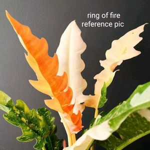 Pink Princess Philodendron And Ring Of Fire Plant