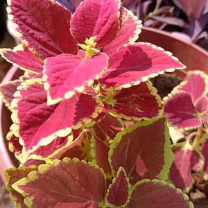 Coleus