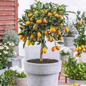 Best Quality Fruit Plant