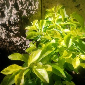 SALE 💥💥🌟Elegant Golden Duranta Plant 🌿✨✨🌿