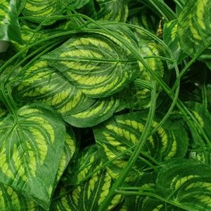 Money Plant🌱 Leaf 🍃🍀 10 Pcs