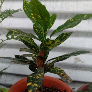 Garden croton Plant