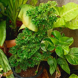 Bonsai Aralia Plant