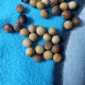 Sandalwood Tree Seeds 5