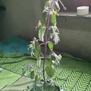 Tulsi Plant With Pot