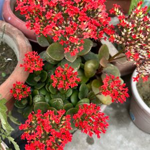 Red Kalanchoe Plant