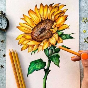 Sunflower Colour Drawing