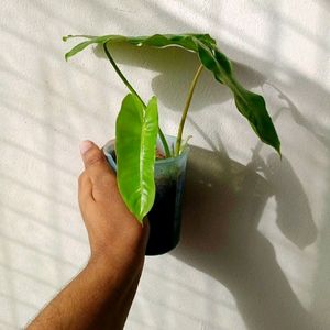 Philodendron Burll Max Mature Plant