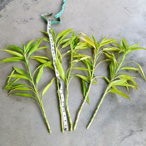 26 Inch Lucky Bamboo