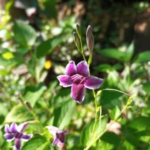 Chinese Violet