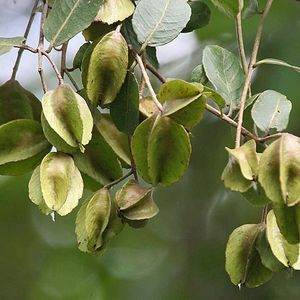 Arjun Bark Ayurvedic