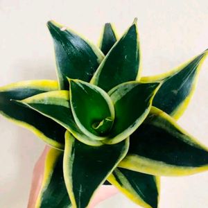 Sanseveria Snake Drawft Hanani With Pot