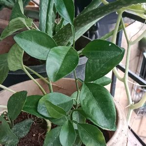 Lemon Small Health Plant