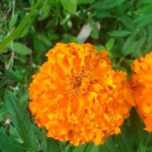 Marigold Flower Plant