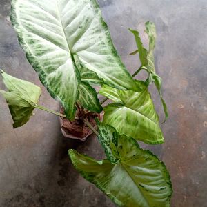 Caladium, Sadabhar Plants