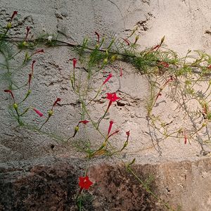 Cypress Vine Seeds