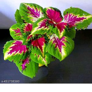 Coleus Red Green plant