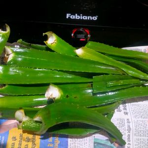 Fresh Organic Full Pulpy Aloevera Medicinal Leaf