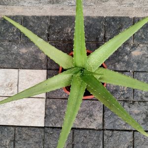 Aloe Vera Plant