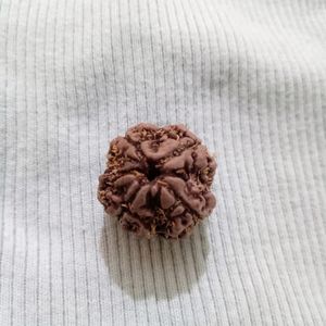 Original 4 mukhi rudraksha📿