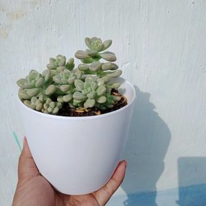 Small Plant Pots Container For Home Decor Balcony.