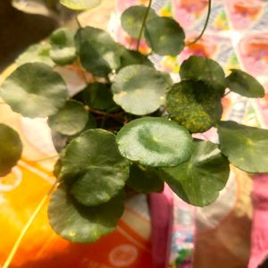 Brahmi Coin Plant ( Panny Worth ) Full Pot