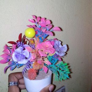 Home Decorate Plant