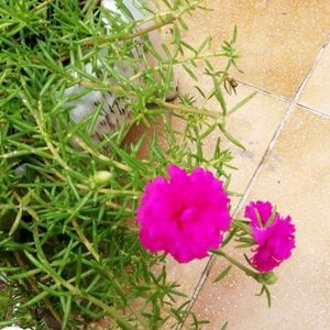 Pink Grass Plant