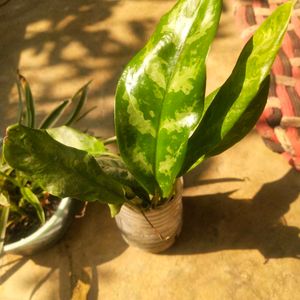 Combo Of 2 Tpye Show Plant With Healhty Root