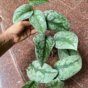 Silver Satin Pothos