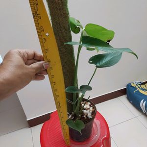 Monstera Deliciosa Plant With Roots