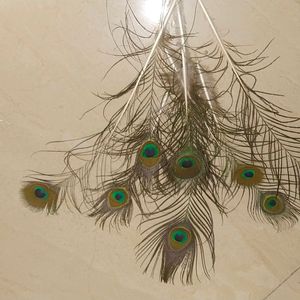 Wall Decorating With Peacock Feather