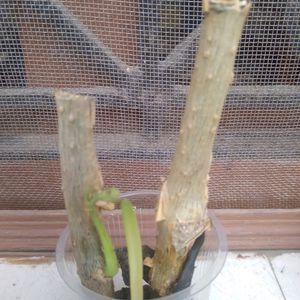 Combo Of Two Plants -Dieffenbachia And Giloya