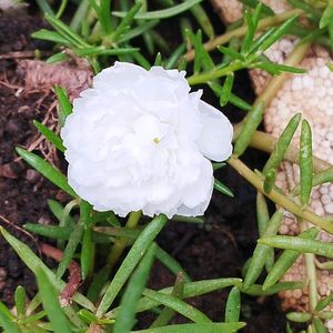 Ross Moss Plant With White Flowers