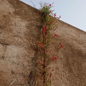 Red Cypress Vine Seeds