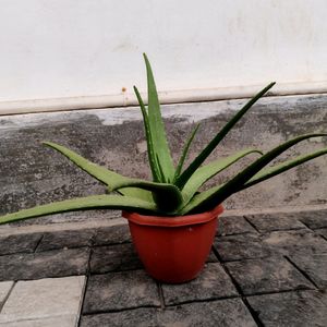 Aloe Vera Plant