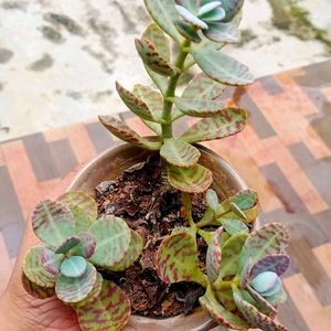 Kalanchoe Mamorato/ Penwiper