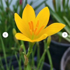 15 Bulbs - Rain Lily Yellow Zephyranthus Sulphurea