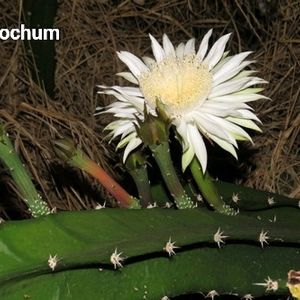 Fairy Castle Cactus