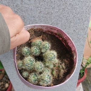 Table Flowering Cactus Mammillaria