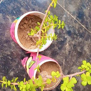 Set Of Radha Krishna Pots With Healty Lucky Plant