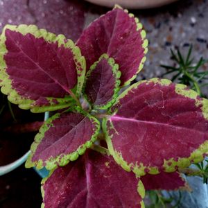 coleus plant