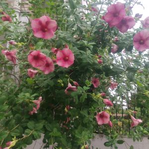Combo Of 3 Parmanent Flower Plant Cutting