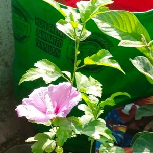 Hibiscus Rosa-sinensis Chinese Hibciscus