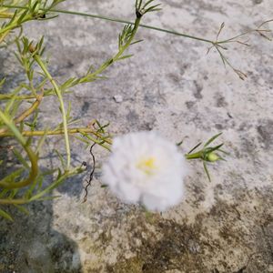 Portulaca Plant